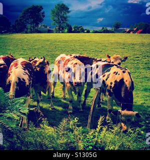 cows in field in Normandy Stock Photo