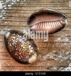 Snake Head Cowrie Shell