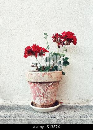 A red geranium in an old plant pot against a white background Stock Photo