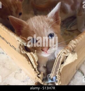 Stray Kitten In a Box Stock Photo