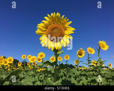 Sunflowers blooming on the North Fork of Long Island New York Stock Photo