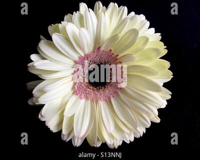 White and pink gerbera Daisy on a black background Stock Photo