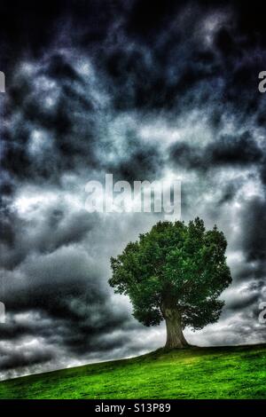 Tree in the field and dramatic clouds in the sky Stock Photo - Alamy