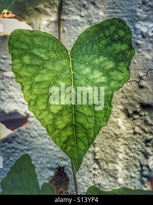 Heart shaped leaf Stock Photo