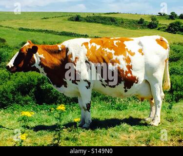 Dorset cow Stock Photo