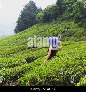 Lady in tea plantation Stock Photo