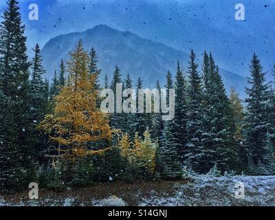 Snowy day in Highwood Pass and autumn larch trees Stock Photo