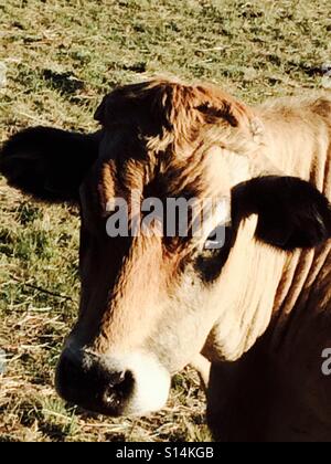 Cow in a field, Florentin-la-Capelle Stock Photo