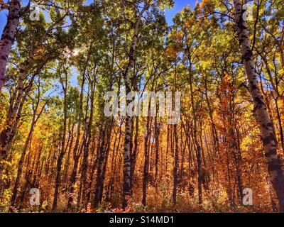 A procession of colours from orange through yellow, green and blue, seen when looking through an autumn forest canopy near Calgary, Alberta, Canada. Stock Photo