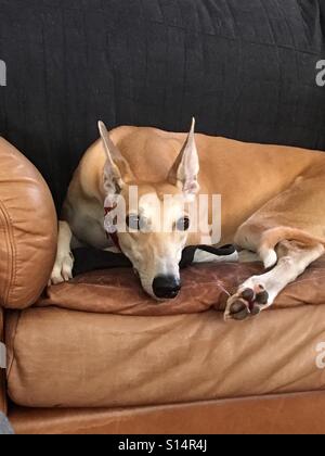 Red greyhound on brown leather couch with perked up ears. Stock Photo