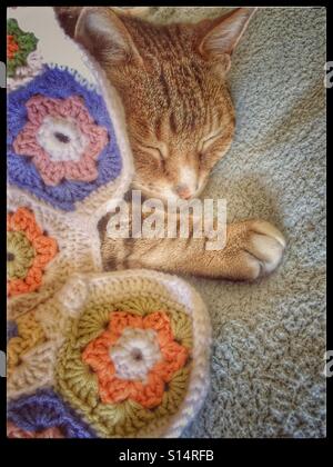 Cat sleeping under a blanket. Stock Photo