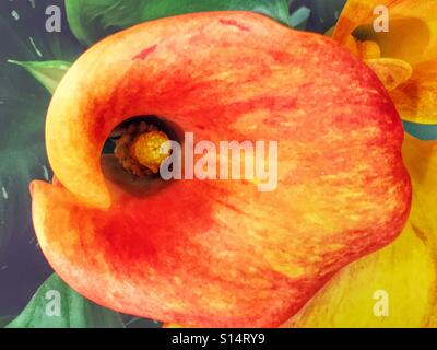 Calla lily, close up Stock Photo