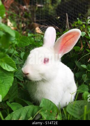 Rabbit hiding in leaves Stock Photo