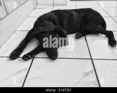 Hungry black dog lying on the kitchen floor. Stock Photo