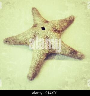 Starfish shell Stock Photo