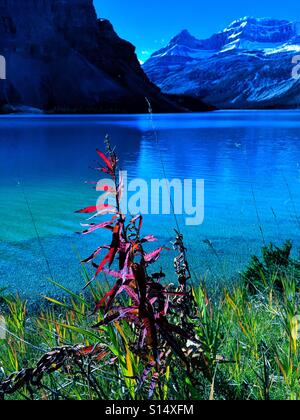 Fire flower at Bow Lake, Banff National Park, Alberta, Canada Stock Photo