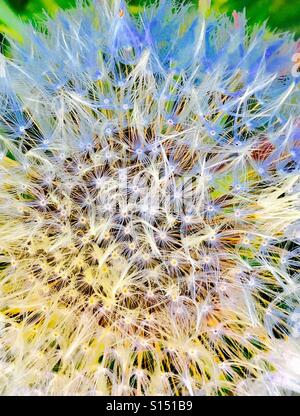 Patterns in Nature - A dandelion seed head with mature parachute assisted seeds ready for dispersal Stock Photo