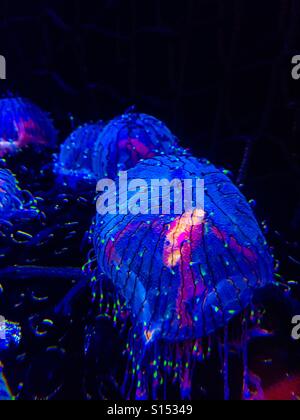 Blue luminous jellyfish Stock Photo