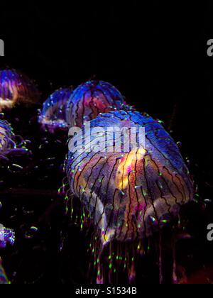 Colorful luminous jellyfish Stock Photo