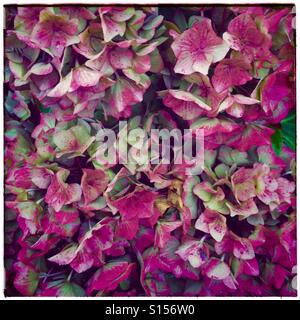 Hydrangeas Stock Photo