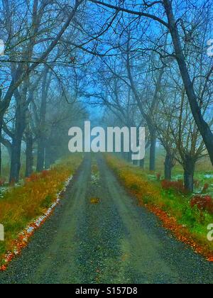 A tree-lined road on a foggy autumn morning with the barely visible ...