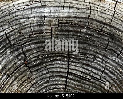 Close up of an old weathered tree stump Stock Photo