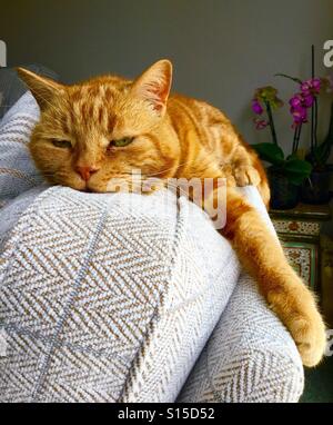 Ginger Cat Relaxed On Back Showing White Tummy Stock Photo Alamy - ginger cat with white belly and tail roblox