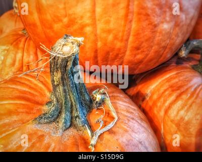 Close up of a pumpkin stem in a group of pumpkins Stock Photo