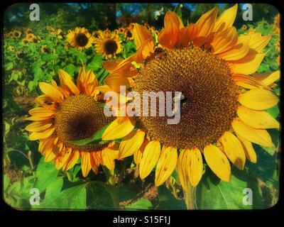 Sunflower with two bees Stock Photo