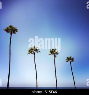 Four palm trees in a row.  Manhattan beach, California USA. Stock Photo