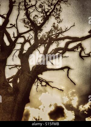 Patterns in Nature - Dying oak tree branches against sky and clouds on an autumn day Stock Photo