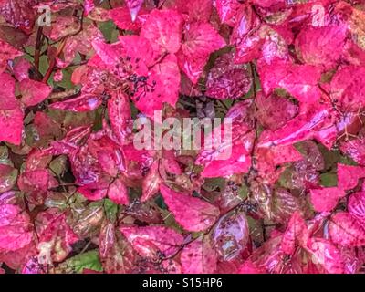 Raindrops on red autumn leaves Stock Photo