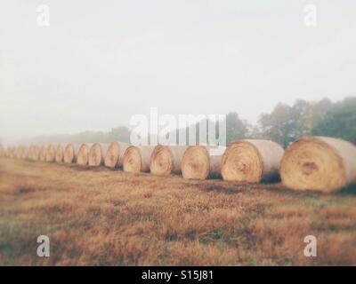 Hay bales on a meadow in Worpswede, Northern Germany, Trees in the background Stock Photo