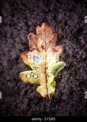 Raindrops on fallen oak leaf on dark soil background Stock Photo