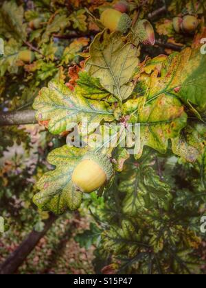 Autumn - acorns on oak tree Stock Photo