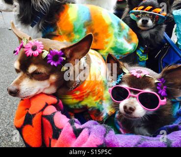 Stroller full of Chihuahuas at the 26th Annual Tompkins Square Park-Halloween Dog Parade in NYC East Village Stock Photo