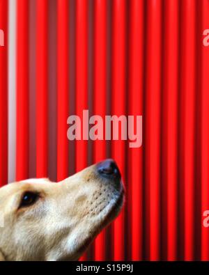 A dog waits obediently for a treat, a vibrant red central heating radiator in the background.  Mobile phone photo with some phone or tablet post processing. Stock Photo