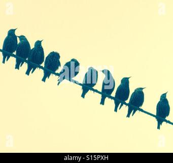 Starlings on a wire Stock Photo