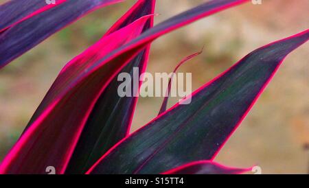 Fuchsia leaves of tropical Ti plant. Stock Photo