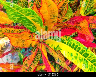 Colorful croton plant leaves Stock Photo