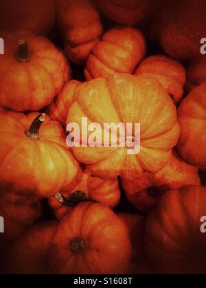 Pile of mini pumpkins. Stock Photo