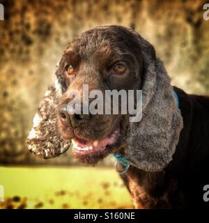 Cocker spaniel on the beach Stock Photo