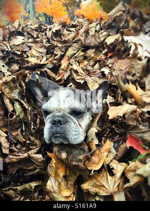 An old french bulldog in a pile of leaves. Stock Photo