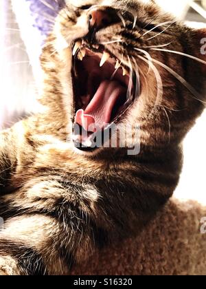 Brown tabby domestic cat yawning with a blurred green yard in the