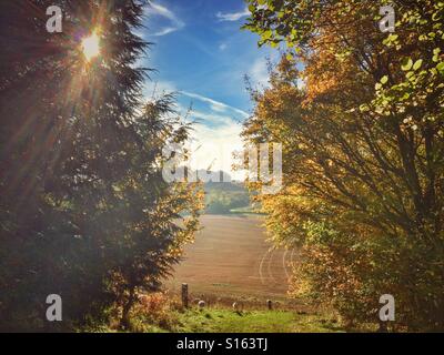 Looking through a gap in the trees with bright sunshine and strong autumn sunshine to sheep pasture and field stubble beyond Stock Photo