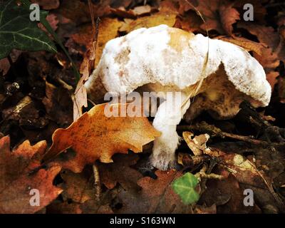 Mushroom in the forest. Gurb, Spain Stock Photo