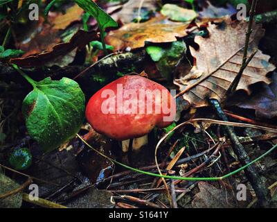 Red mushroom in the forest. Gurb, Spain Stock Photo