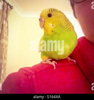 Budgerigar, parakeet sitting on a persons shoulder for a selfie. Stock Photo