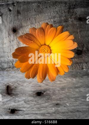 Yellow Gerbera flower Stock Photo