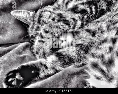 Monochrome portrait of a sleeping cat Stock Photo - Alamy